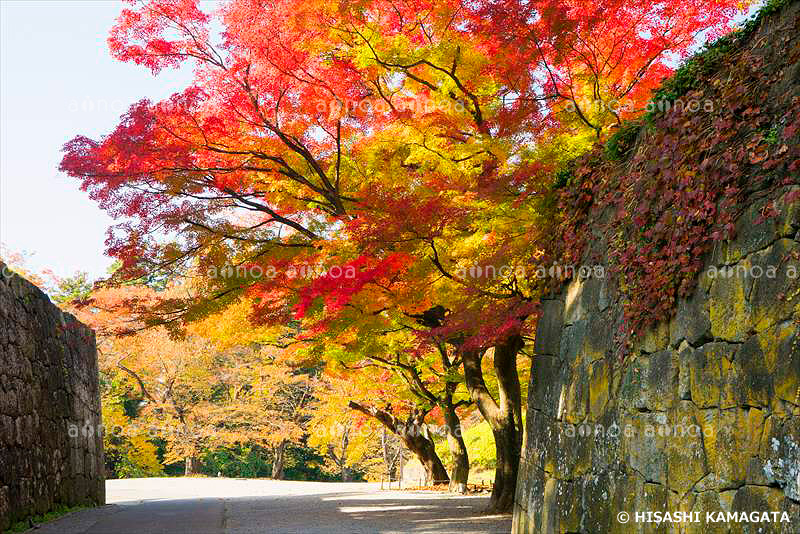 会津鶴ヶ城　若松城　城壁　紅葉　福島県　11月