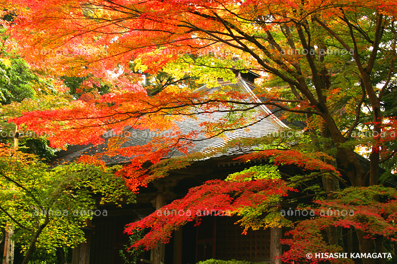 紅葉 中尊寺　岩手県　11月