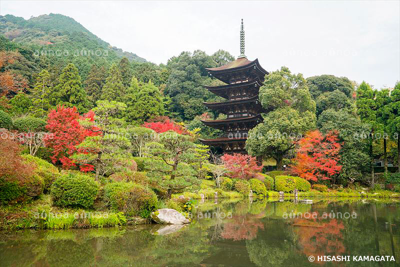 五重塔　瑠璃光寺　山口県　11月