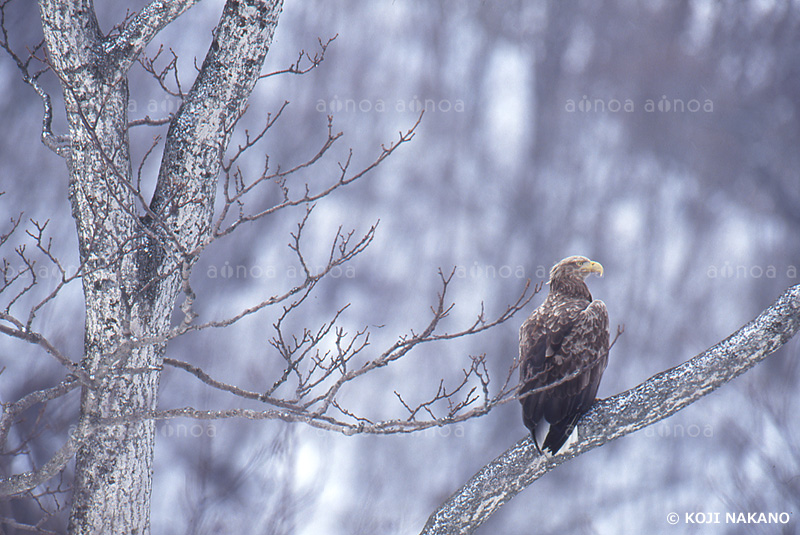 オジロワシ　北海道　3月