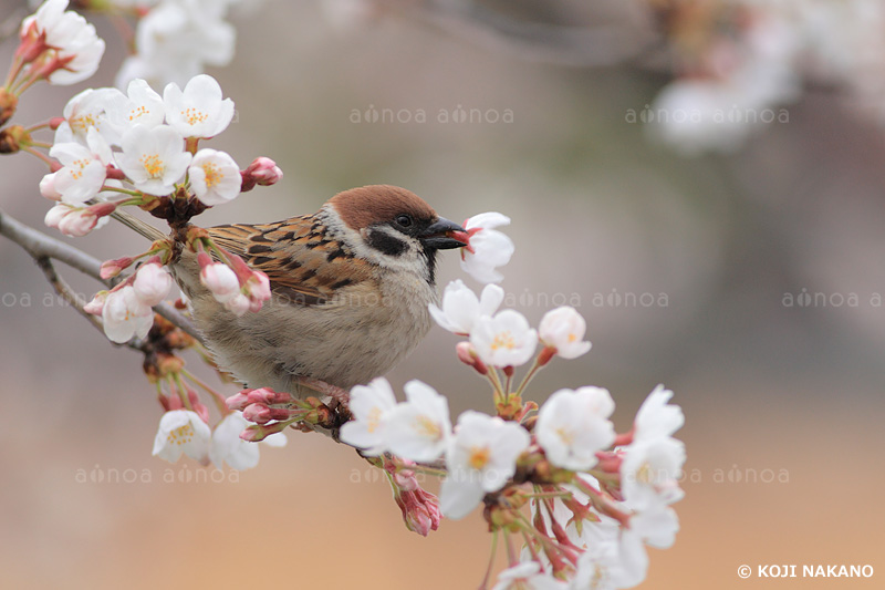 スズメ　東京都　3月