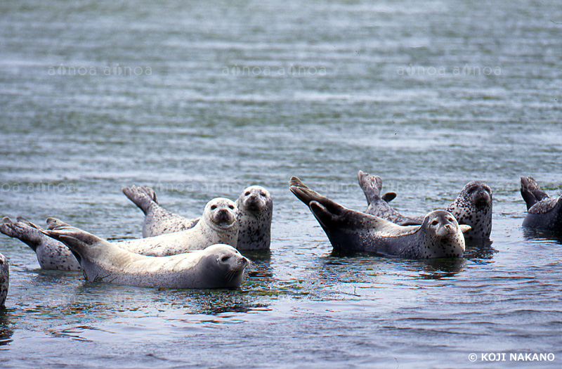 ゴマフアザラシ　北海道　7月