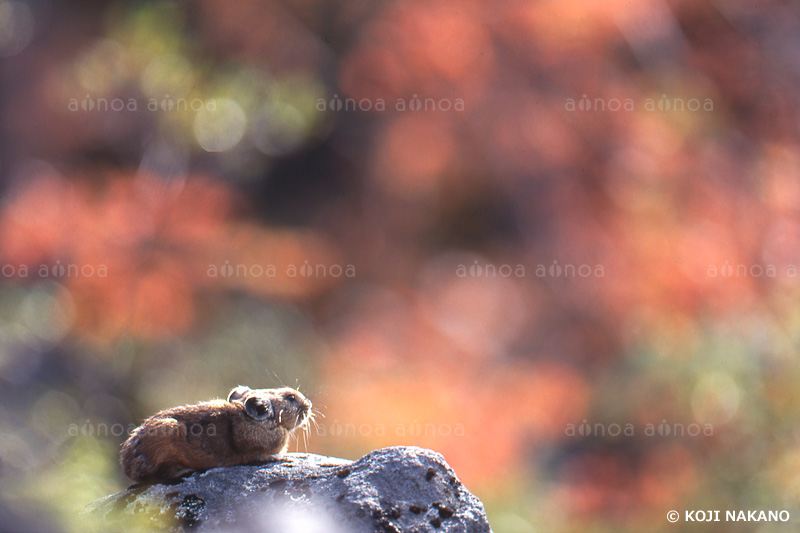 ナキウサギ　北海道　9月