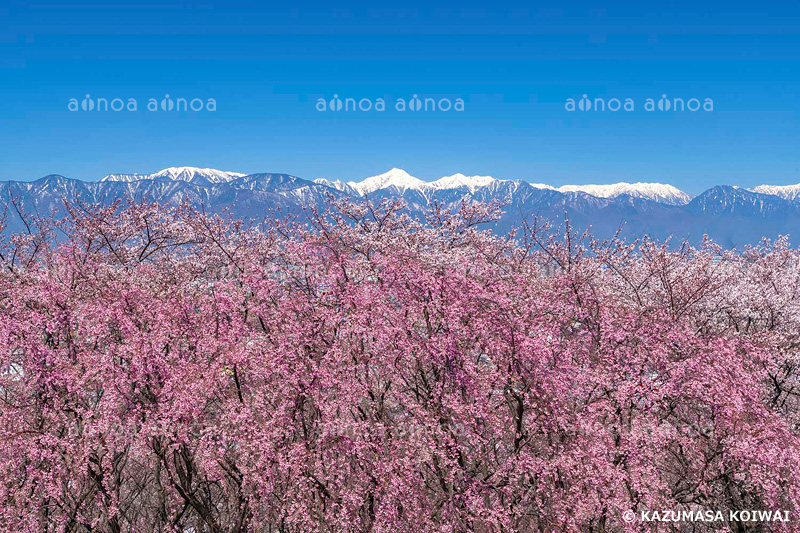 弘法山古墳　長野県　4月