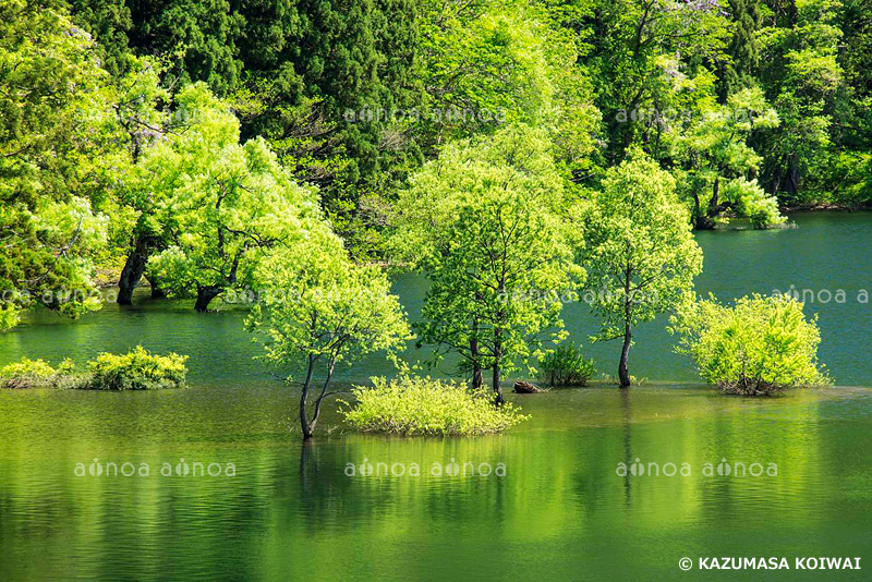 北竜湖　長野県　5月