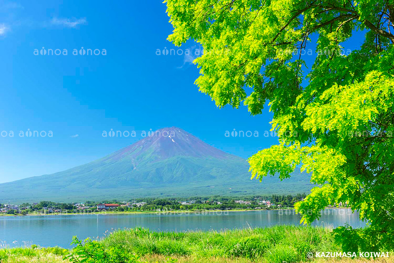 河口湖と富士山　山梨県　8月