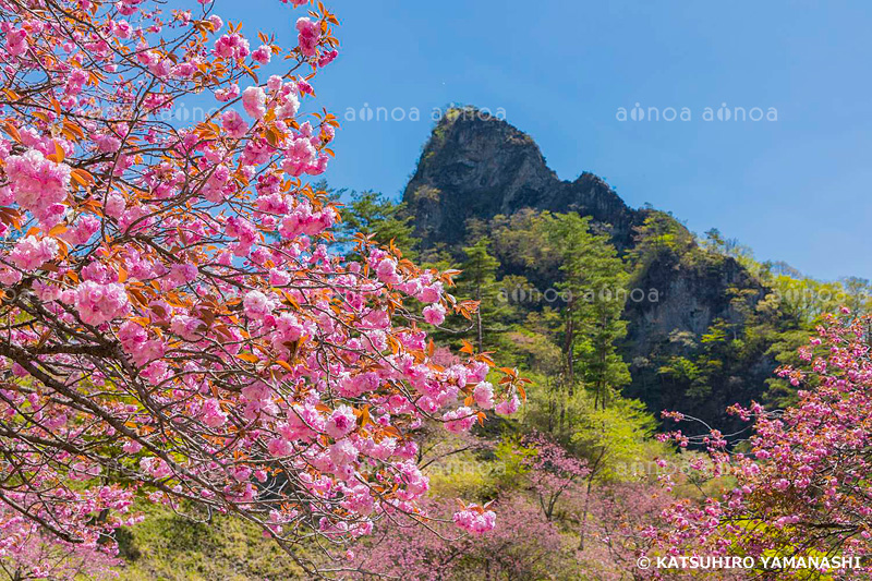 さくらの里から妙義山　群馬県　4月