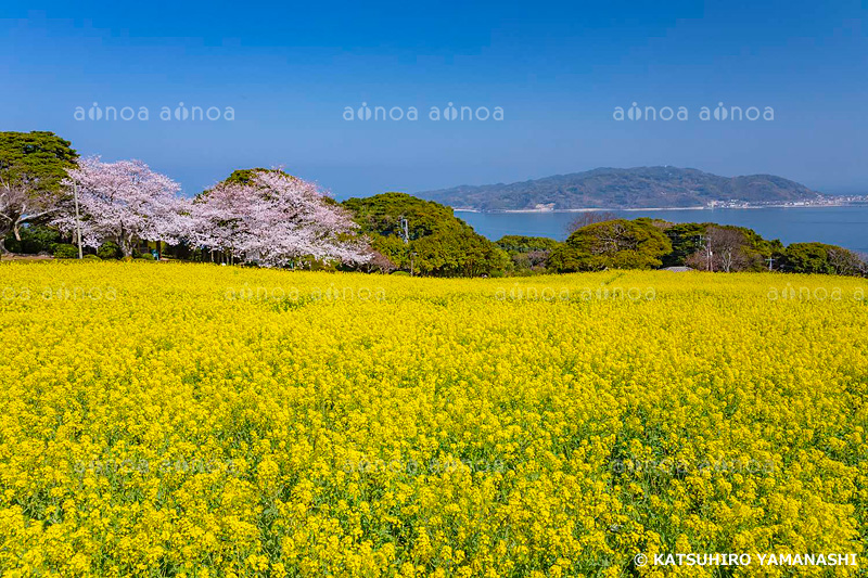 菜の花咲くのこのしまアイランドパーク　能古島　福岡県　3月