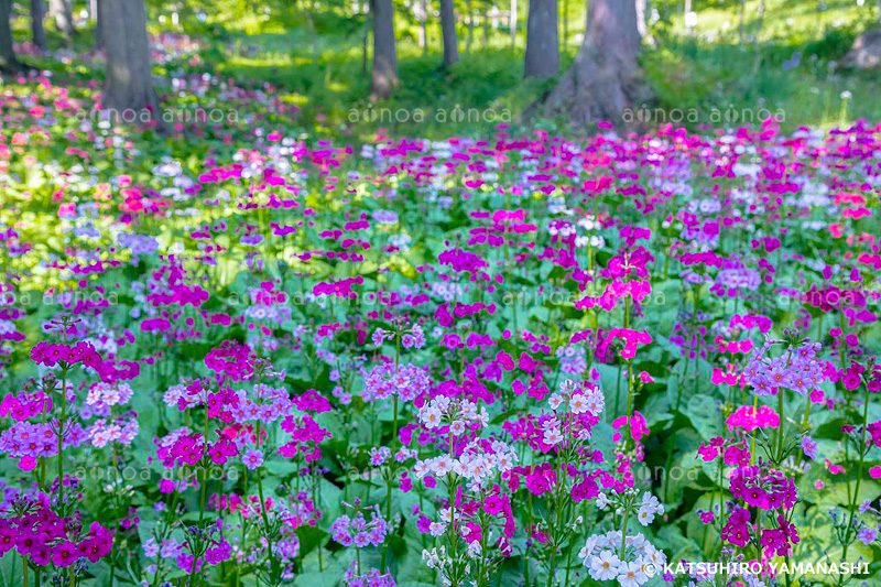 クリンソウ咲く花の森四十八滝山野草花園　岐阜県　6月