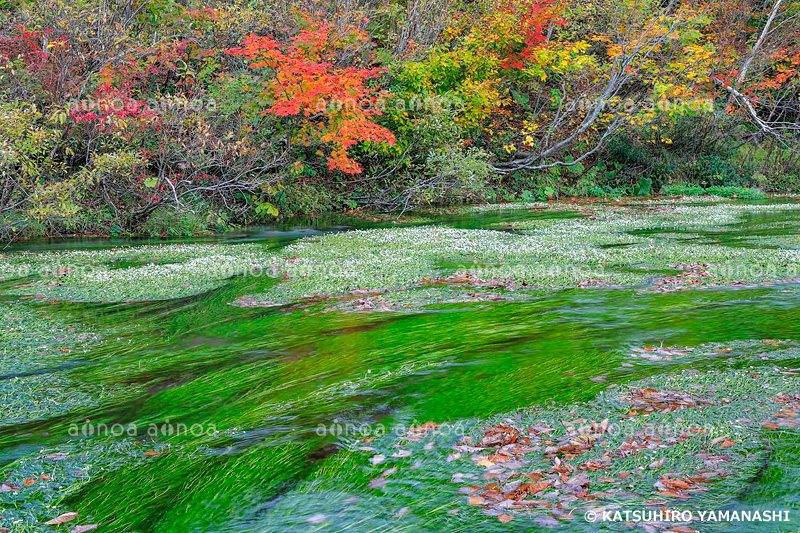 バイカモ咲くグダリ沼　青森県　10月