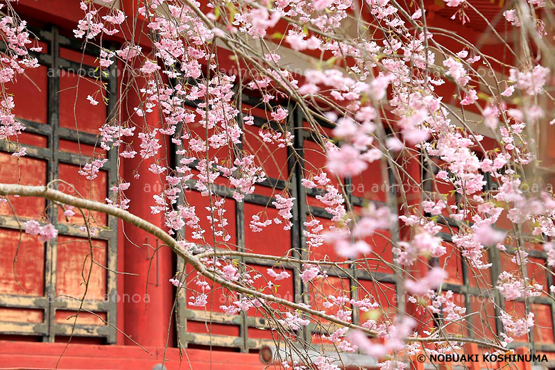 談山神社　奈良県　4月