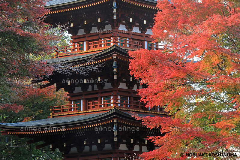 岡寺　奈良県　11月