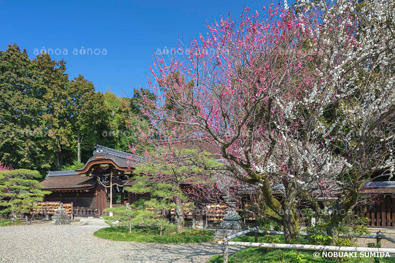 梅宮大社の梅　京都府　3月