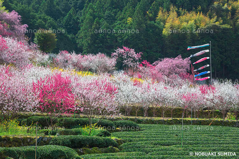 久喜の花桃　高知県　3月