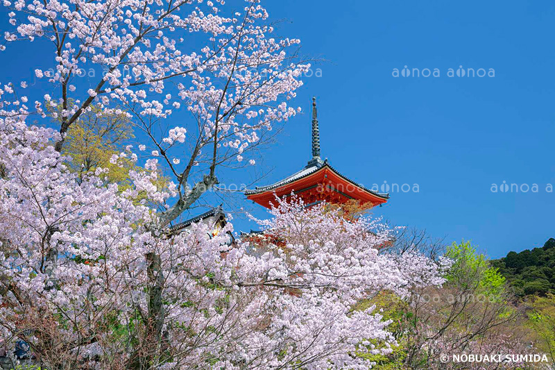 桜咲く清水寺　京都府　3月