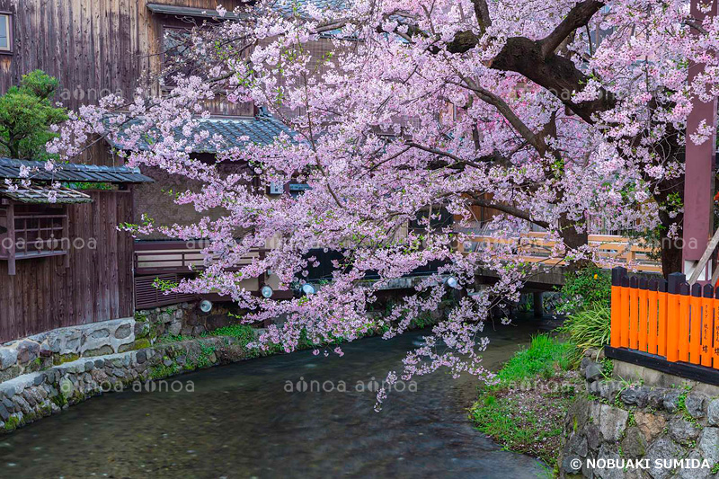 桜咲く祇園白川　京都府　4月