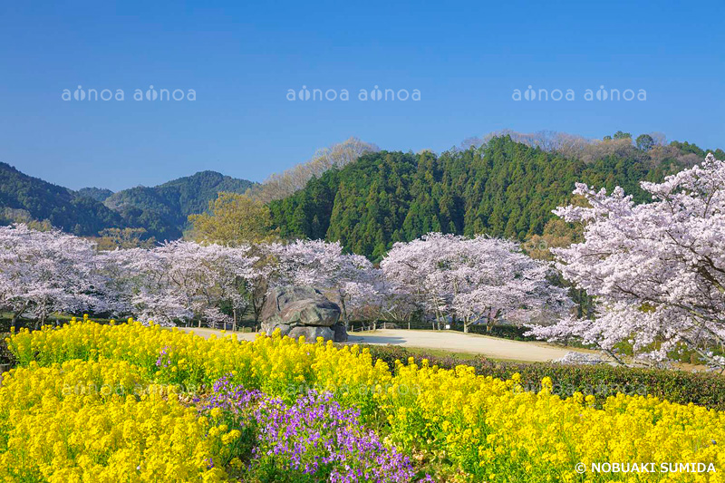 春の石舞台古墳　奈良県　3月