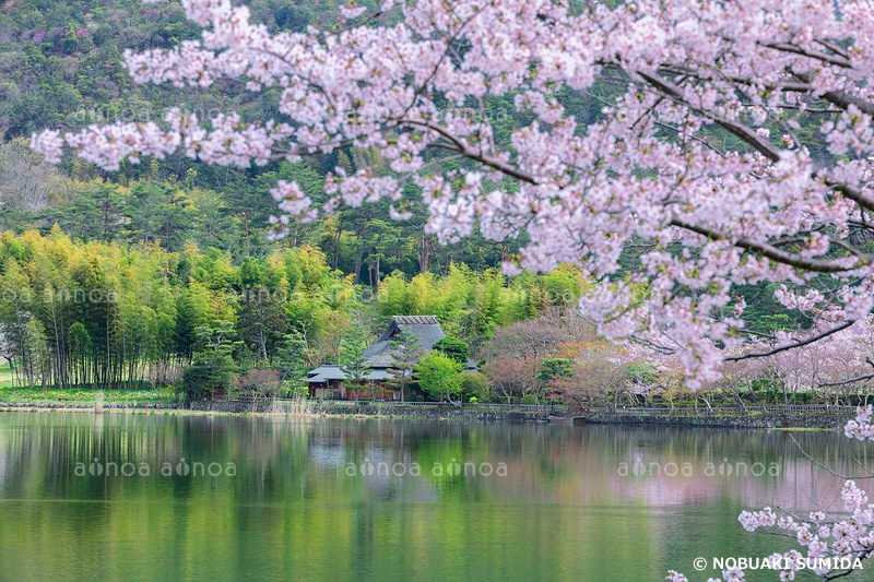 桜咲く広沢池　京都府　4月