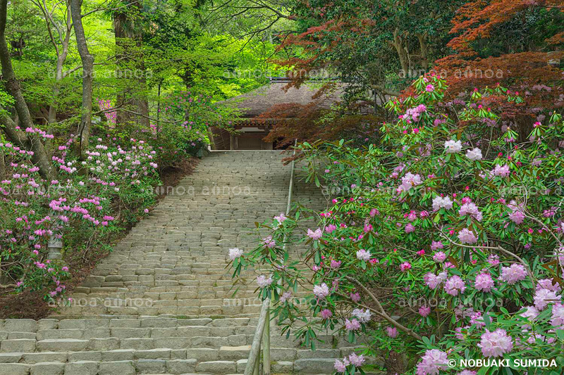 シャクナゲ咲く室生寺　奈良県　5月