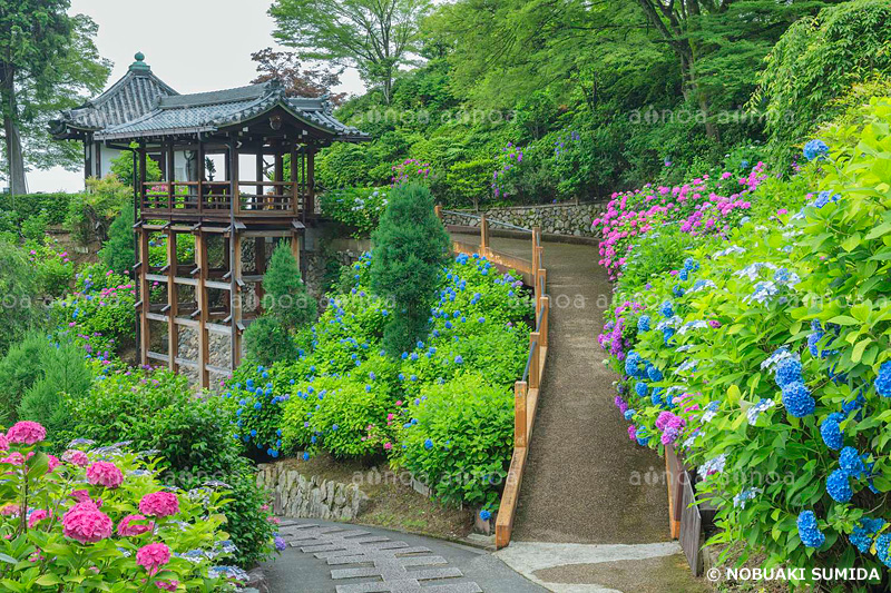 アジサイ咲く善峯寺　京都府　6月