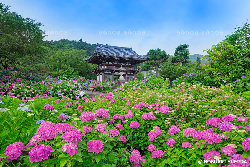 アジサイ咲く観音寺　京都府　6月