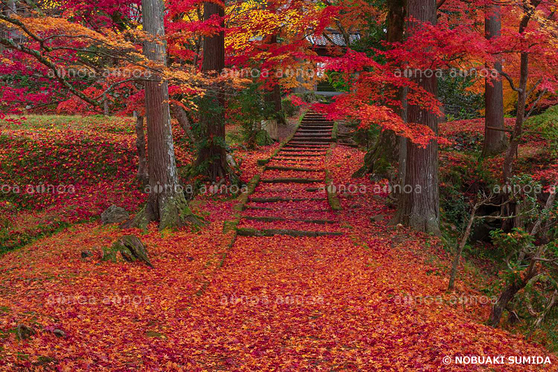 龍穏寺の散紅葉　京都府　11月