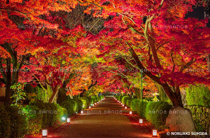 西教寺参道のライトアップ　滋賀県　11月