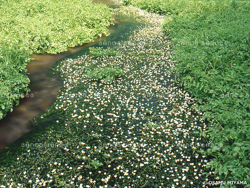 バイカモの花とクレソン　北海道　6月