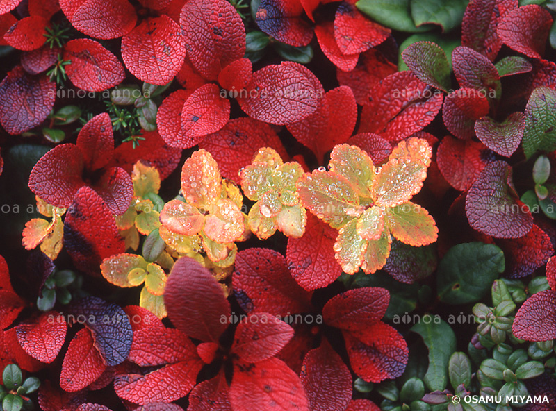 ウラシマツツジの紅葉　北海道　9月