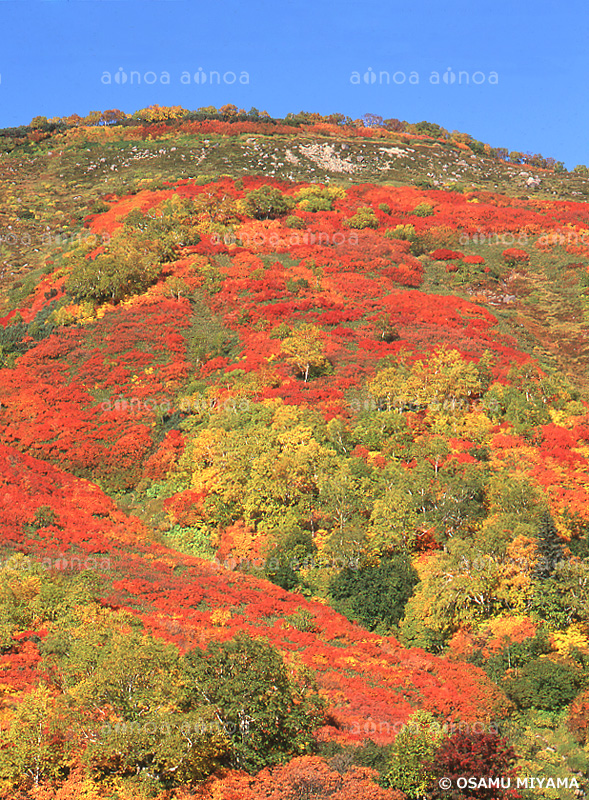 紅葉　銀泉台　北海道　秋