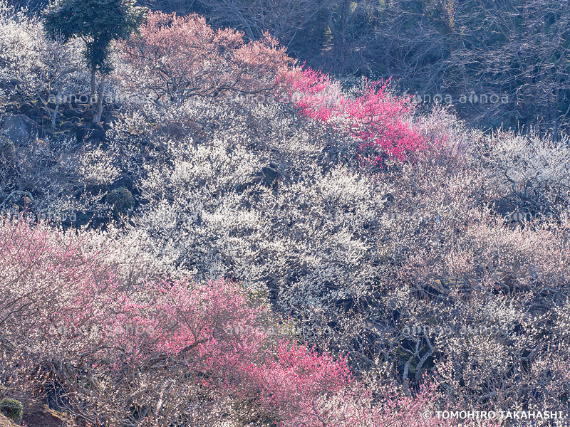 筑波山梅林　茨城県　3月