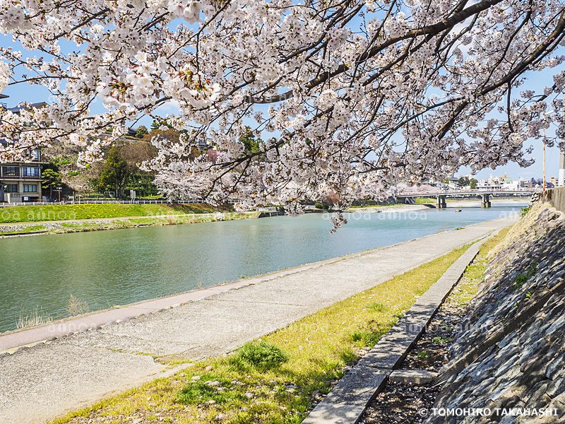 浅野川　石川県　4月