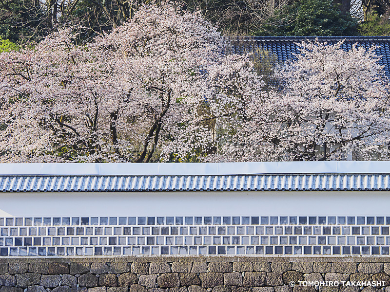 金沢城址公園6　石川県　4月