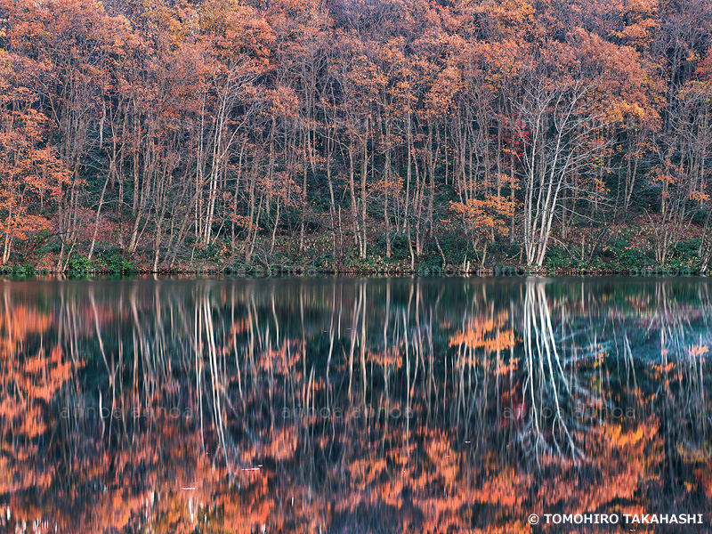 玉川ため池　山形県　11月