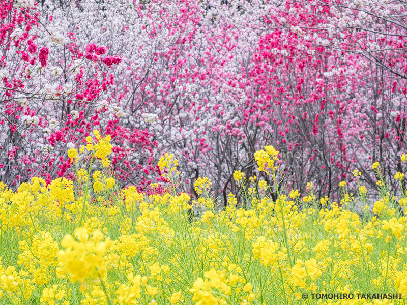 西川花公園 　高知県　3月