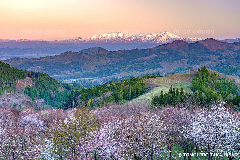 桜峠 　福島県　5月