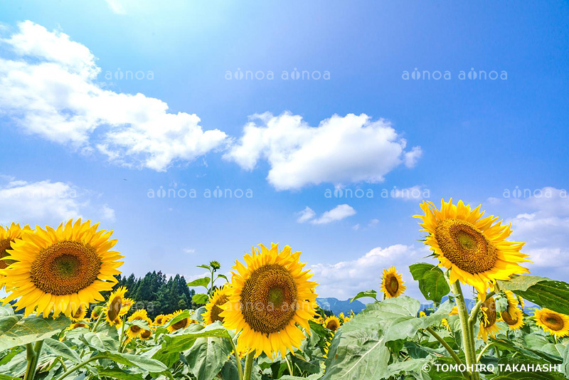 津南ひまわり畑　新潟県　7月