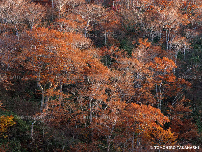 紅葉木　山形県　10月