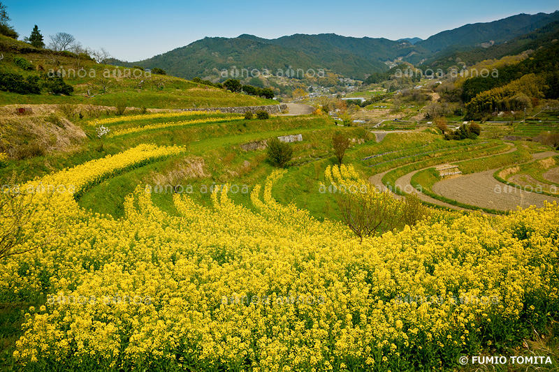 菜の花咲く稲渕の棚田　奈良県　4月