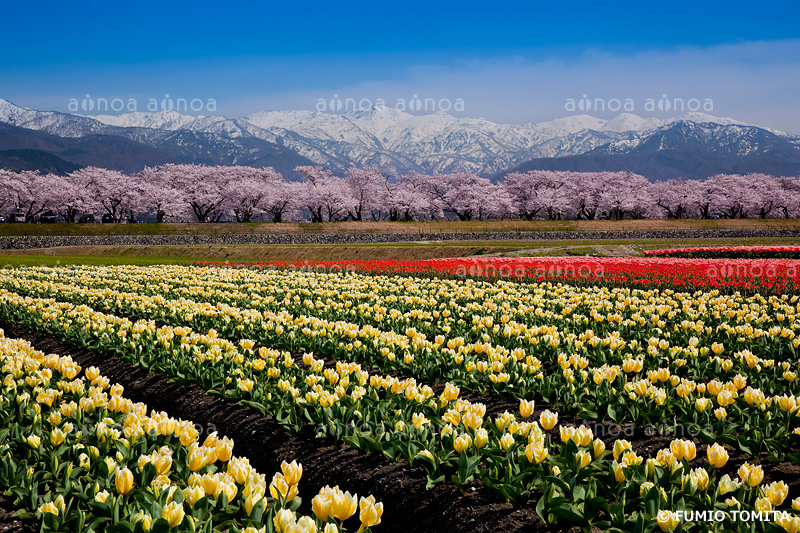 朝日・白馬連峰とチューリップと桜　富山県　4月