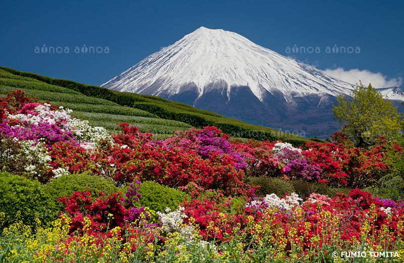 茶畑の中のツツジと富士山　静岡県　4月