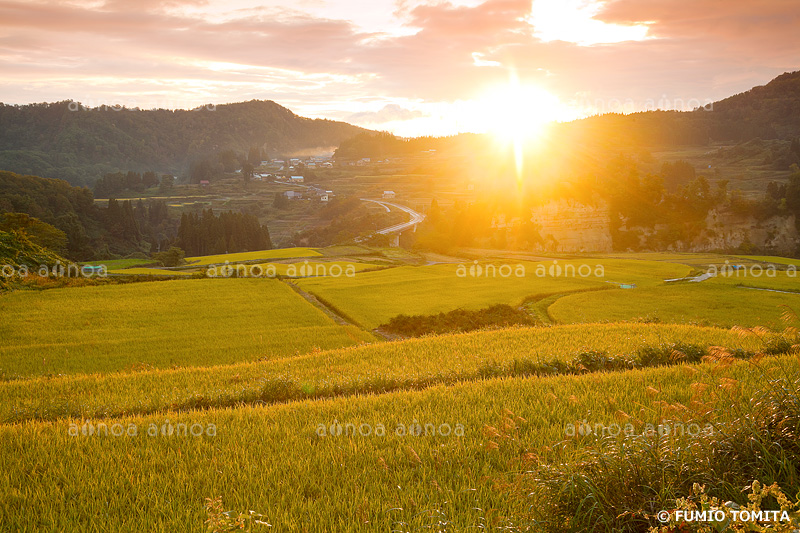 四ヶ村の棚田の朝　山形県　10月