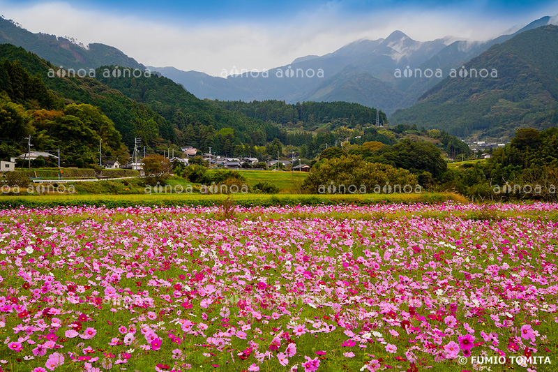 コスモス咲く田園風景　愛媛県　11月