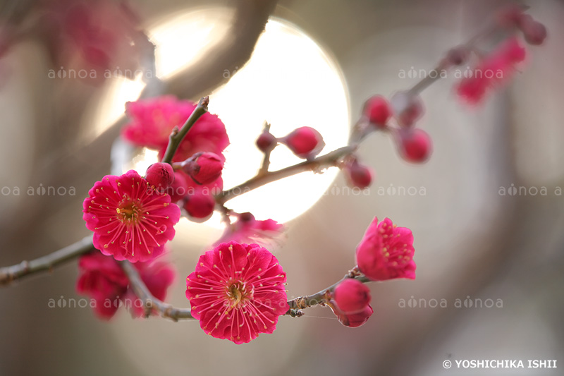 紅梅と太陽  大倉山梅林　神奈川県　3月