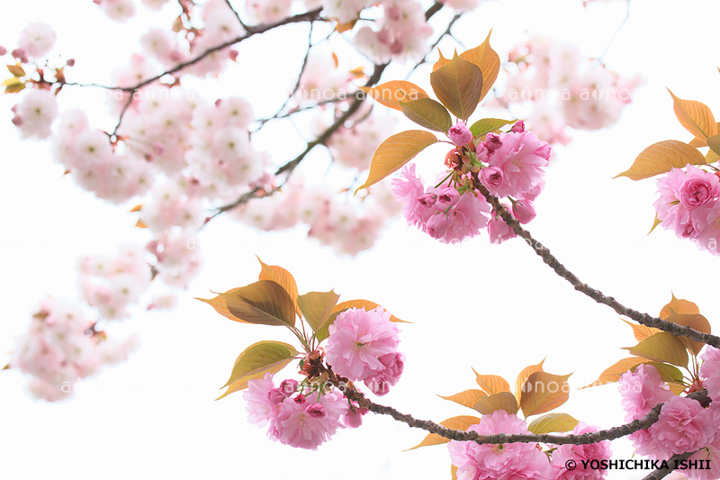 ヤエザクラ　神奈川県　4月