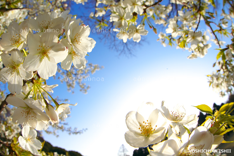 サクラ　神奈川県　4月