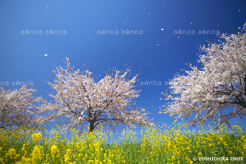 桜吹雪　神奈川県　4月