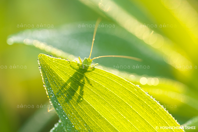 ヤブキリの幼虫と朝露　　4月