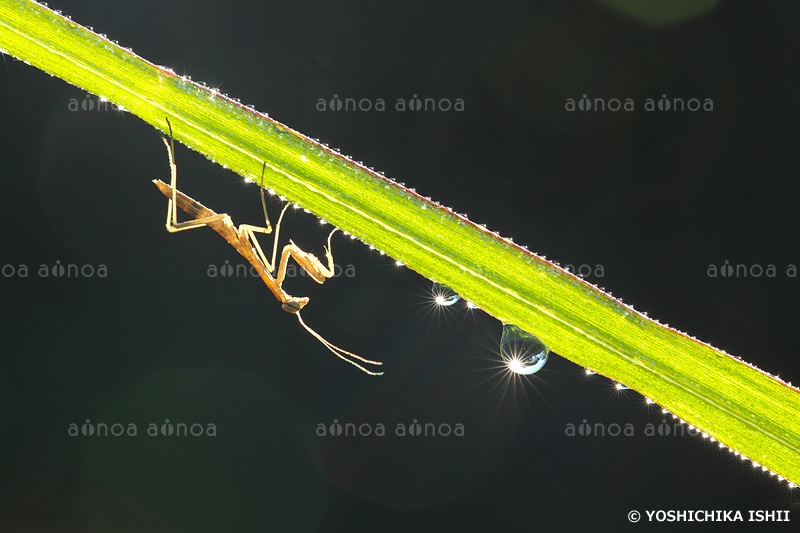 カマキリの幼虫と朝露　　月