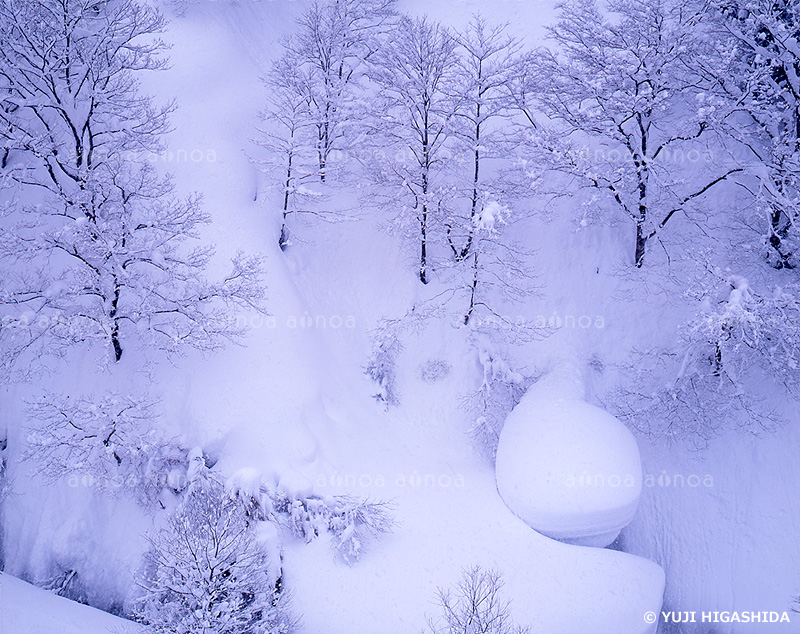 雪景色の森　新潟県　2月